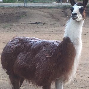 Meet your Posher, Patty